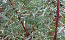 Angus Cold Hardy Eucalyptus Tree (Eucalyptus Nicholii) - Quart Pot -Plants Sales Store Picture Eucalyptus Tree Anugus Willow Leaf Peppermint 3