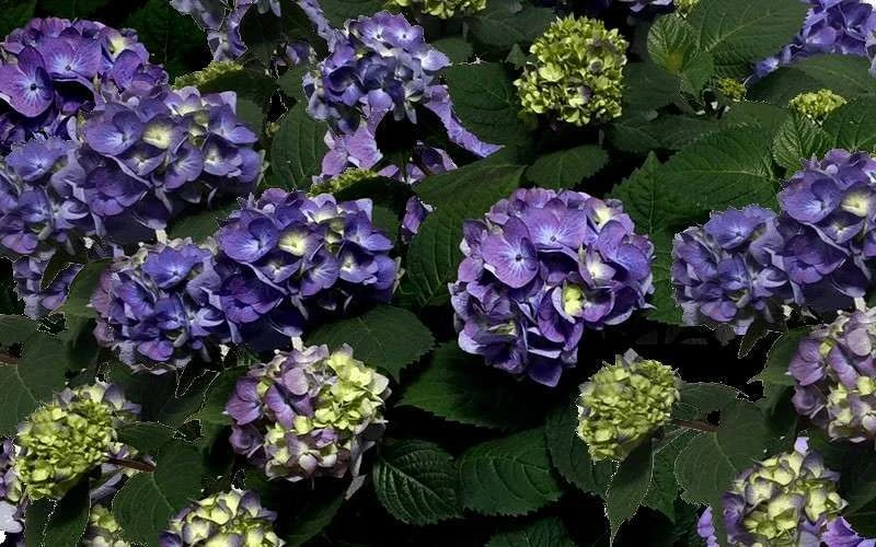 Bloomstruck Endless Summer Hydrangea - 2 Gallon Pot 6 Bloomstruck Endless Summer Hydrangea - 2 Gallon Pot - Image 6