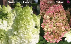 Limelight PeeGee Hydrangea - Single Trunk Topiary Tree - 5 Gallon Pot -Plants Sales Store Picture Hydrangea Limelight 3 1