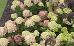 Little Lime Hydrangea - 3 Gallon Pot 12 Little Lime Hydrangea - 3 Gallon Pot -Plants Sales Store Picture Hydrangea Little Lime 2 3