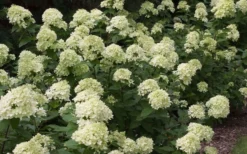 Little Lime Hydrangea - 3 Pack Of Quart Pots 11 Little Lime Hydrangea - 3 Pack Of Quart Pots -Plants Sales Store Picture Hydrangea Little Lime 3 2