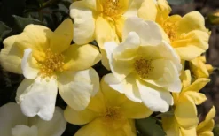 Sunny Yellow Knock Out Rose - 1 Gallon Pot -Plants Sales Store Picture Rose Knock Out Sunny 1