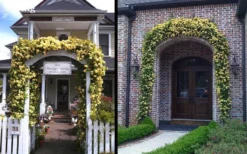 Lady Banks Yellow Rose - 1 Gallon Pot 15 Lady Banks Yellow Rose - 1 Gallon Pot -Plants Sales Store Picture Rose Lady Banks Entry Arch