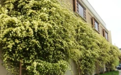 Lady Banks Yellow Rose - 3 Gallon Pot -Plants Sales Store Picture Rose Lady Banks Trellis 2