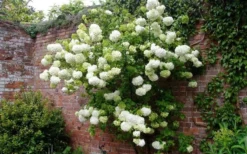Chinese Snowball Viburnum Bush - 7 Gallon Pot (3-4') 13 Chinese Snowball Viburnum Bush - 7 Gallon Pot (3-4') -Plants Sales Store Picture Viburnum Chinese Snowball Espalier 1
