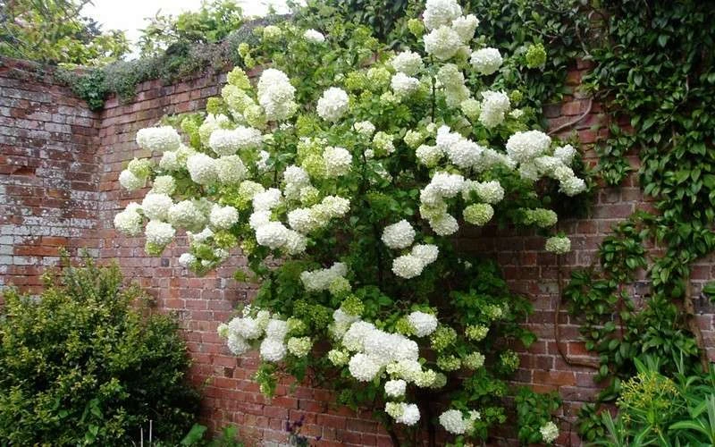 Chinese Snowball Viburnum Bush - 7 Gallon Pot (3-4') 6 Chinese Snowball Viburnum Bush - 7 Gallon Pot (3-4') - Image 6