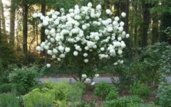 Chinese Snowball Viburnum Bush - 7 Gallon Pot (3-4') 14 Chinese Snowball Viburnum Bush - 7 Gallon Pot (3-4') -Plants Sales Store Picture Viburnum Chinese Snowball Tree 1 1