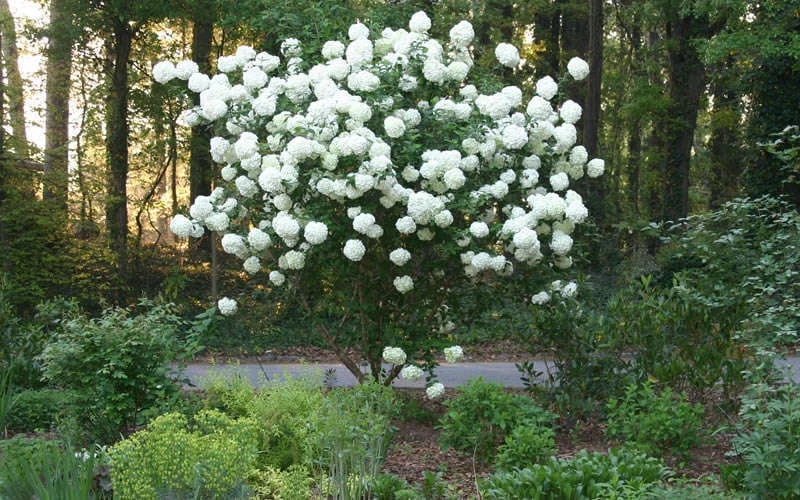 Chinese Snowball Viburnum Bush - 7 Gallon Pot (3-4') 7 Chinese Snowball Viburnum Bush - 7 Gallon Pot (3-4') - Image 7