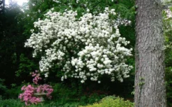 Chinese Snowball Viburnum Bush - 6 Pack Of 1 Gallon Pots 15 Chinese Snowball Viburnum Bush - 6 Pack Of 1 Gallon Pots -Plants Sales Store Picture Viburnum Chinese Snowball Tree 2 2