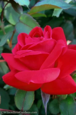 Red Double Knock Out Rose - 5 Gallon Pot 8 Red Double Knock Out Rose - 5 Gallon Pot -Plants Sales Store Rose Knock Out Double Red 10