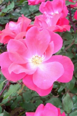 Pink Knock Out Rose - 3 Gallon Pot -Plants Sales Store Rose Knock Out Pink 6