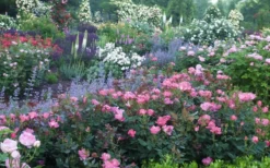 Pink Knock Out Rose - 3 Gallon Pot -Plants Sales Store Rose Knock Out Pink 8