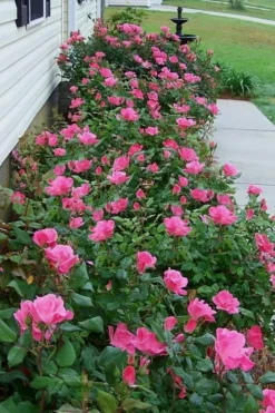 Pink Knock Out Rose - 3 Gallon Pot -Plants Sales Store Rose Knock Out Pink 9