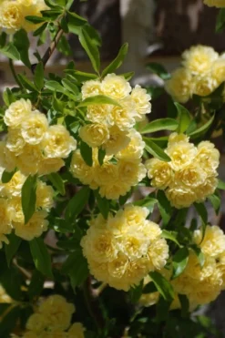 Lady Banks Yellow Rose - 2 Gallon Pot -Plants Sales Store Rose Lady Banks Yellow 21 3