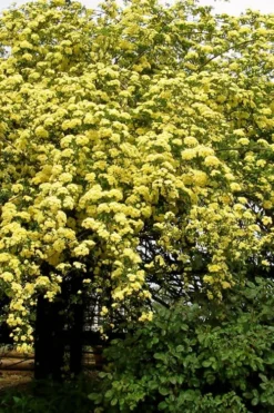 Lady Banks Yellow Rose - 2 Gallon Pot -Plants Sales Store Rose Lady Banks Yellow 25 3