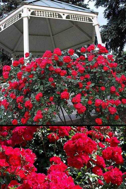 Linda Campbell Hybrid Rugosa Rose - 3 Gallon Pot 4 Linda Campbell Hybrid Rugosa Rose - 3 Gallon Pot - Image 4