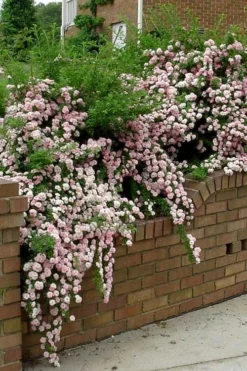 Petite Pink Scotch Miniature Rose - 1 Gallon Pot 12 Petite Pink Scotch Miniature Rose - 1 Gallon Pot -Plants Sales Store Rose Petite Scotch Pink 10