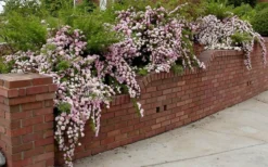 Petite Pink Scotch Miniature Rose - 1 Gallon Pot 11 Petite Pink Scotch Miniature Rose - 1 Gallon Pot -Plants Sales Store Rose Petite Scotch Pink 2