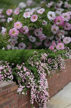 Petite Pink Scotch Miniature Rose - 1 Gallon Pot