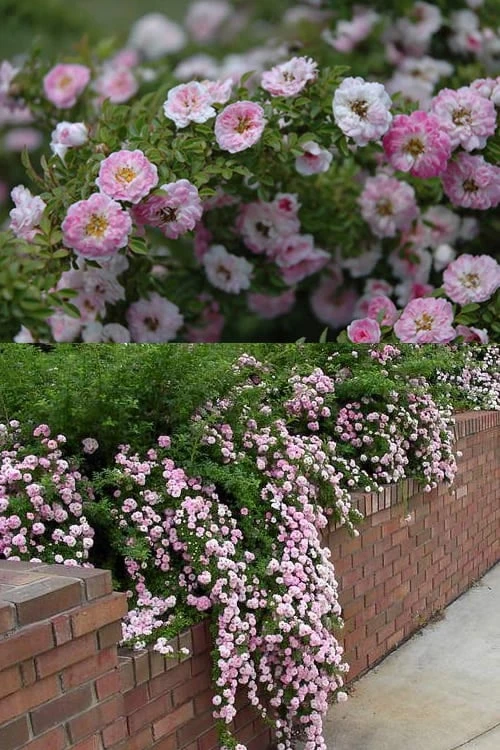 Petite Pink Scotch Miniature Rose - 1 Gallon Pot 1 Petite Pink Scotch Miniature Rose - 1 Gallon Pot