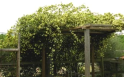 Lady Banks Yellow Rose - 2 Gallon Pot -Plants Sales Store Rose Yellow Lady Banks On Pergola 3