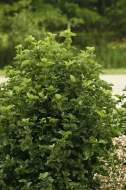 All That Glows Arrowwood Viburnum - 2 Gallon Pot -Plants Sales Store Viburnum All That Glows 1