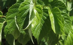 Chicago Luster Arrowwood Viburnum - 1 Gallon Pot -Plants Sales Store Viburnum Chicago Luster 1 1