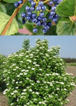 Chicago Luster Arrowwood Viburnum - 3 Gallon Pot -Plants Sales Store Viburnum Chicago Luster 3