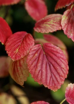 Chicago Luster Arrowwood Viburnum - 1 Gallon Pot -Plants Sales Store Viburnum Chicago Luster 4 1