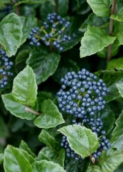 All That Glows Arrowwood Viburnum - 2 Gallon Pot -Plants Sales Store Viburnum Chicago Luster 5