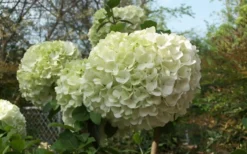 Chinese Snowball Viburnum Bush - 7 Gallon Pot (3-4') 12 Chinese Snowball Viburnum Bush - 7 Gallon Pot (3-4') -Plants Sales Store Viburnum Chinese Snowball Bloom Green 1