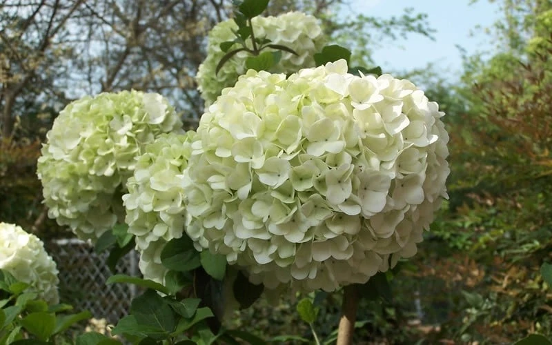 Chinese Snowball Viburnum Bush - 6 Pack Of 1 Gallon Pots 5 Chinese Snowball Viburnum Bush - 6 Pack Of 1 Gallon Pots - Image 5