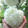 Chinese Snowball Viburnum Bush - 7 Gallon Pot (2-3')