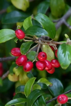 Dwarf Evergreen Snowball Viburnum 'Conoy' - 3 Gallon Pot 14 Dwarf Evergreen Snowball Viburnum 'Conoy' - 3 Gallon Pot -Plants Sales Store Viburnum Conoy 4
