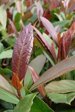 Coppertop Sweet Viburnum - 2 Gallon Pot -Plants Sales Store Viburnum Coppertop 3 1