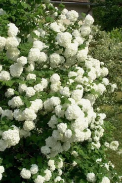 European Snowball Viburnum Bush - 3 Gallon Pot -Plants Sales Store Viburnum European Snowball 1