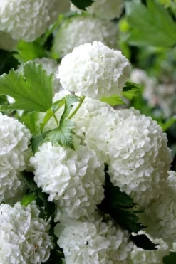 European Snowball Viburnum Bush - 3 Gallon Pot -Plants Sales Store Viburnum European Snowball 5