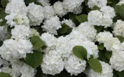 Popcorn Snowball Viburnum Bush - 1 Gallon Pot 9 Popcorn Snowball Viburnum Bush - 1 Gallon Pot -Plants Sales Store Viburnum Popcorn 1