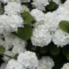Popcorn Snowball Viburnum Bush - 1 Gallon Pot