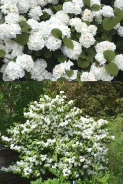 Popcorn Snowball Viburnum Bush - 1 Gallon Pot 8 Popcorn Snowball Viburnum Bush - 1 Gallon Pot -Plants Sales Store Viburnum Popcorn 2 500x750 1