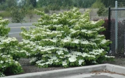 Shasta Doublefile Viburnum - 1 Gallon Pot -Plants Sales Store Viburnum Shasta 8 1