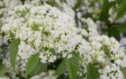 Snow Joey Viburnum - 3 Gallon Pot -Plants Sales Store Viburnum Snow Joey 2