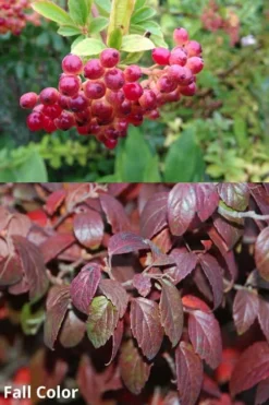 Snow Joey Viburnum - 2 Gallon Pot -Plants Sales Store Viburnum Snow Joey 5 1