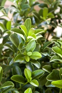 Sugar Cookie Sweet Viburnum - 3 Gallon Pot -Plants Sales Store Viburnum Sugar Cookie 2