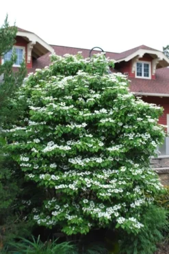 Summer Snowflake Viburnum - 3 Gallon Pot -Plants Sales Store Viburnum Summer Snowflake 20 1