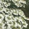 Summer Snowflake Viburnum - 6 Pack Of 1 Gallon Pots