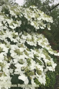 Summer Snowflake Viburnum - 3 Gallon Pot -Plants Sales Store Viburnum Summer Snowflake 21 500x750 2