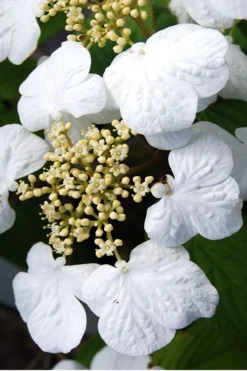 Summer Snowflake Viburnum - 3 Gallon Pot -Plants Sales Store Viburnum Summer Snowflake 30