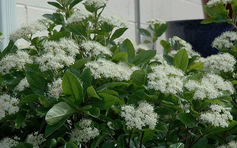 Winterthur Viburnum - 3 Gallon Pot 4 Winterthur Viburnum - 3 Gallon Pot - Image 4