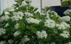 Winterthur Viburnum - 1 Gallon Pot -Plants Sales Store Viburnum Winterthur 11